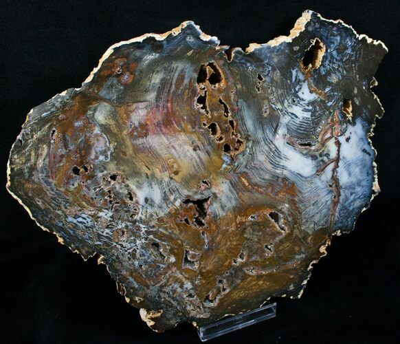 Colorful Hubbard Basin Petrified Wood Slab - x #4379